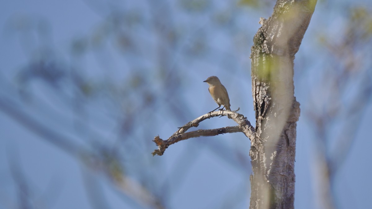 African Stonechat - ML647231686