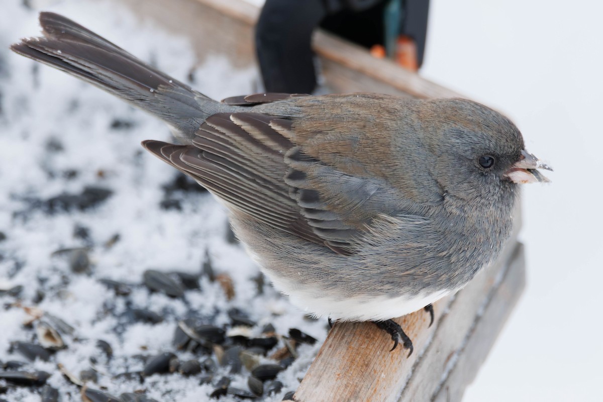 Dark-eyed Junco - ML647231708