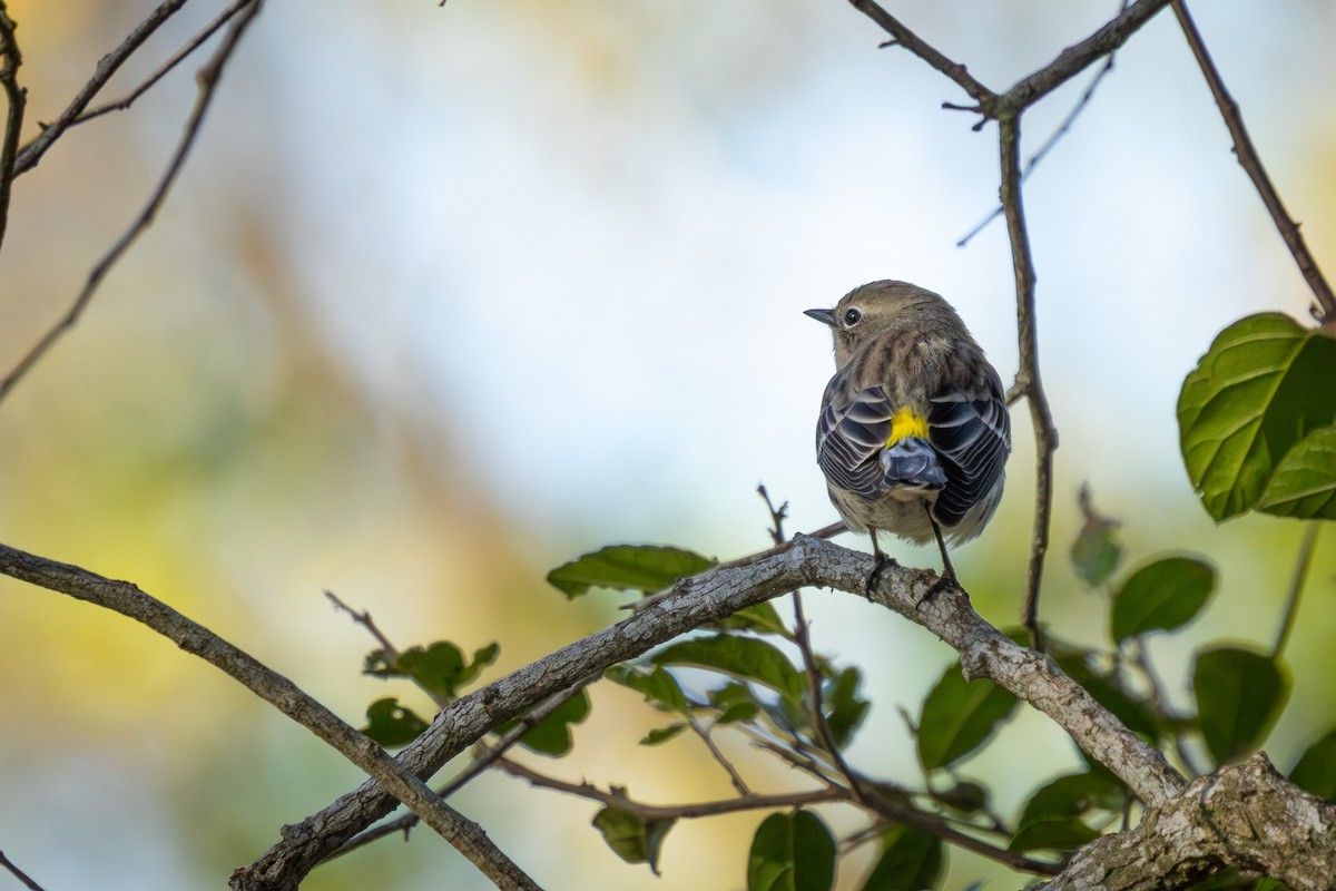 Yellow-rumped Warbler - ML647231713
