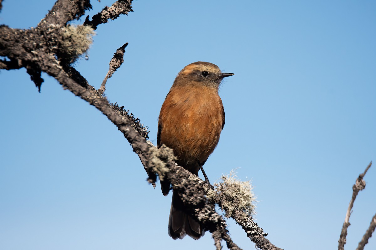 Brown-backed Chat-Tyrant - ML647231714