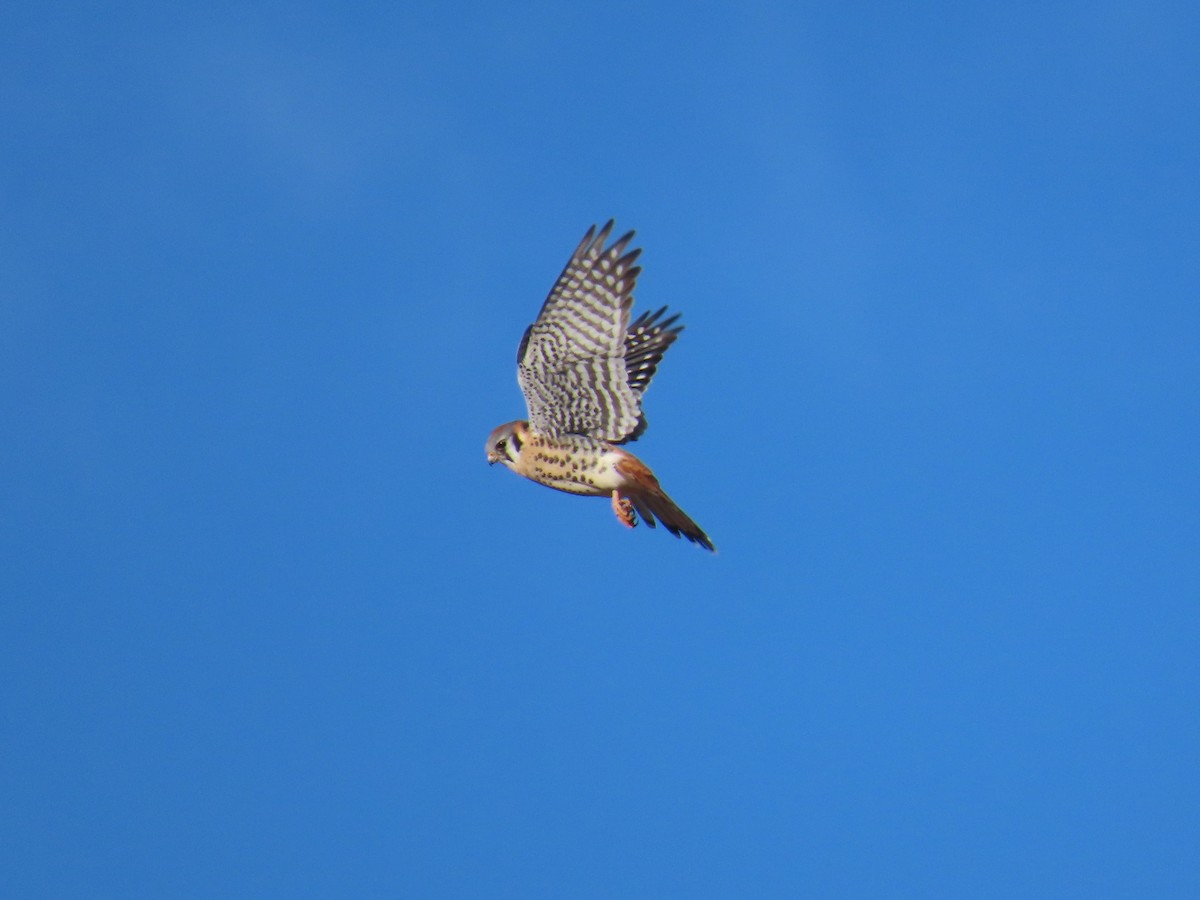 American Kestrel - ML647231736