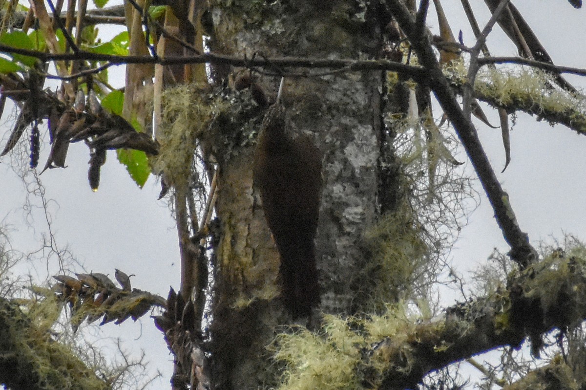 Dağ Tırmaşık - ML647231746