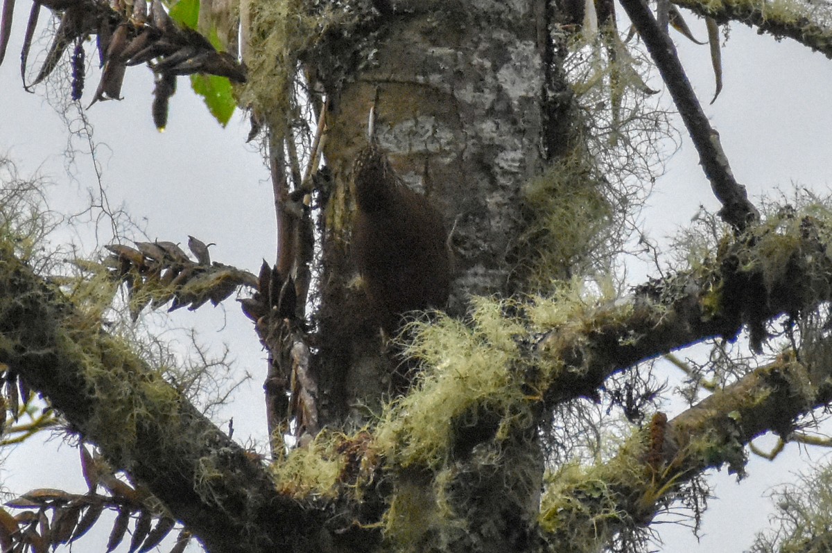 Dağ Tırmaşık - ML647231748