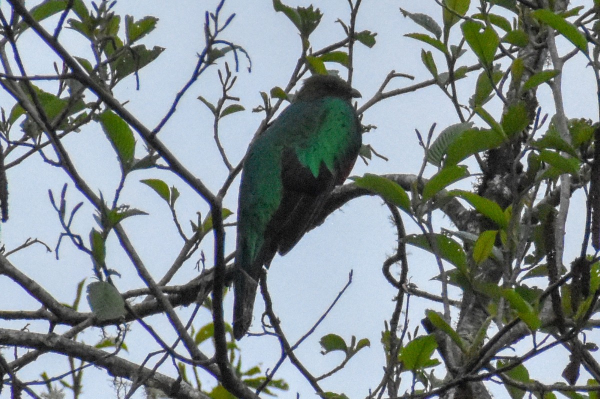 Quetzal doré - ML647231751