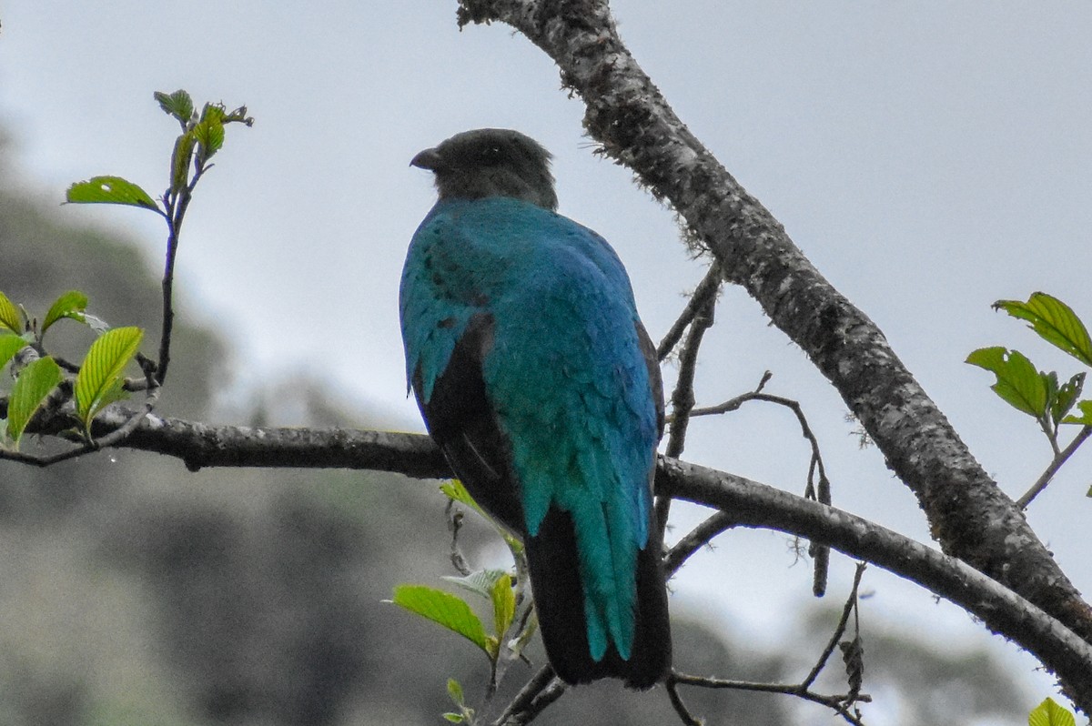 Quetzal doré - ML647231752