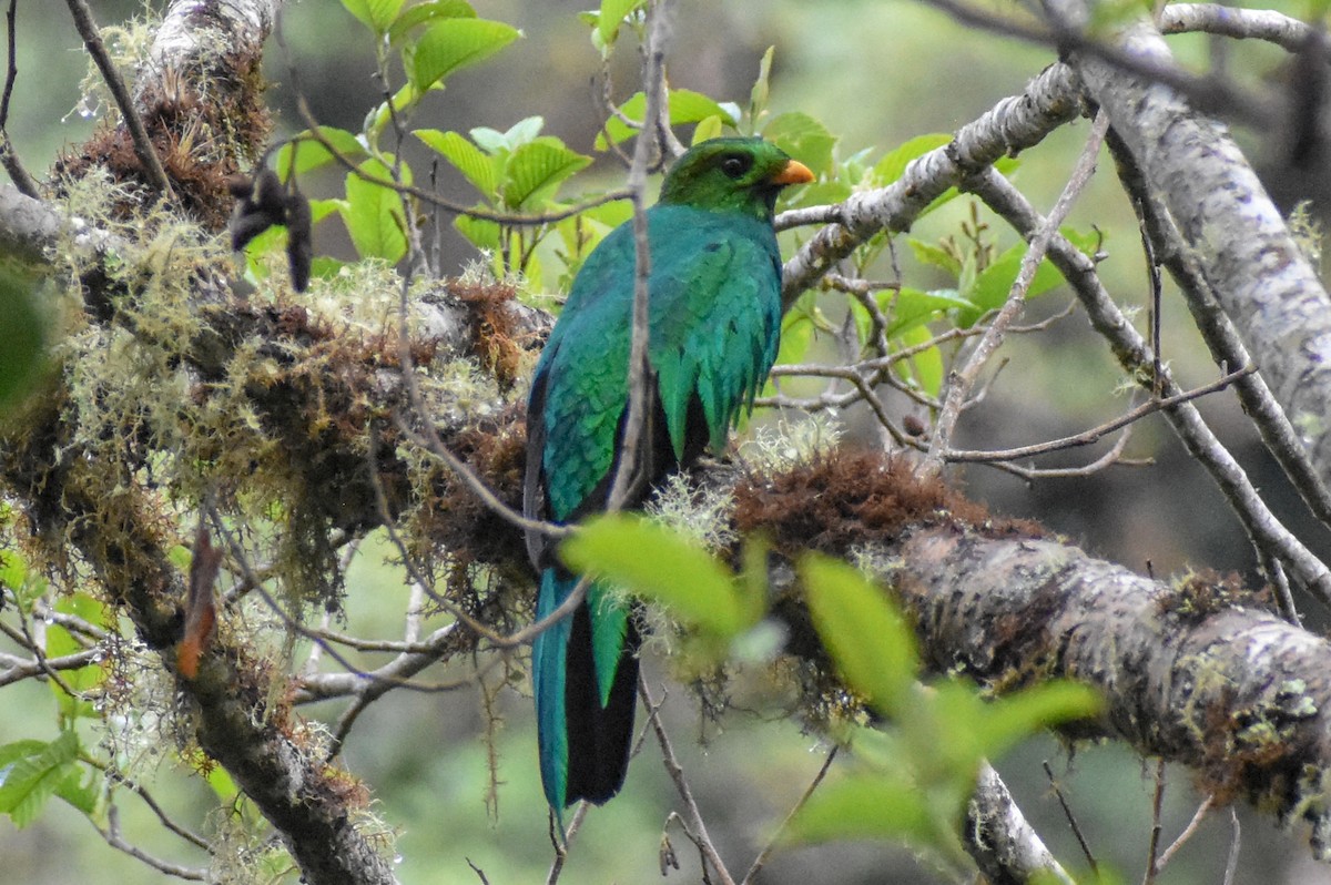 Quetzal doré - ML647231753