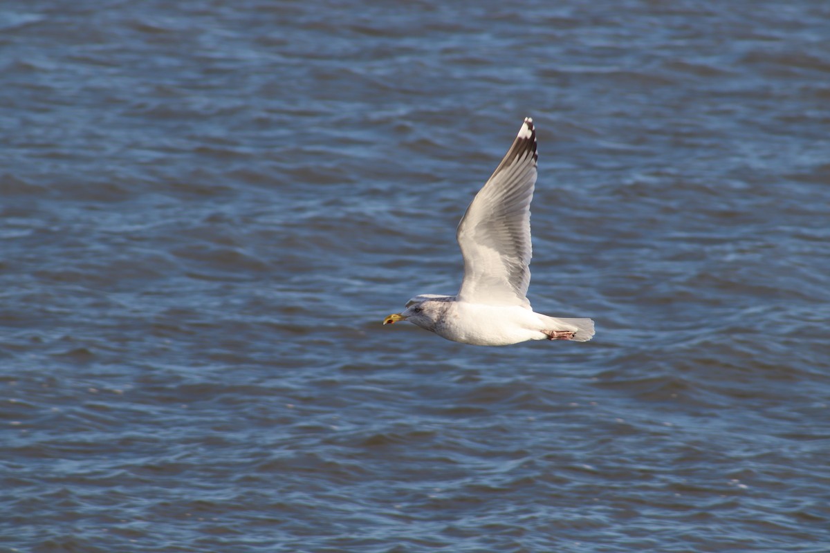 American Herring Gull - ML647231757