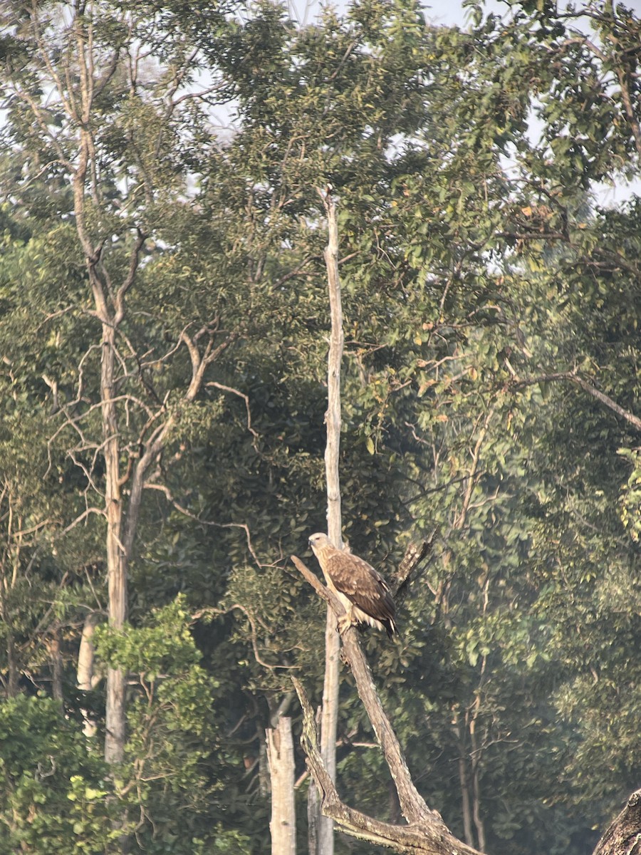 Gray-headed Fish-Eagle - ML647231758