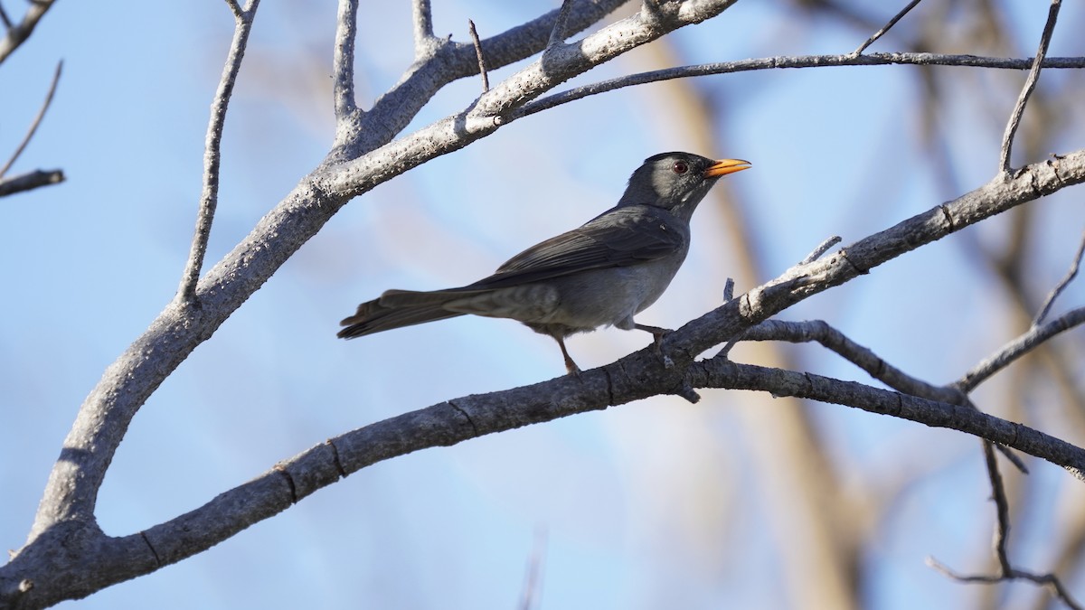 Malagasy Bulbul - ML647231759