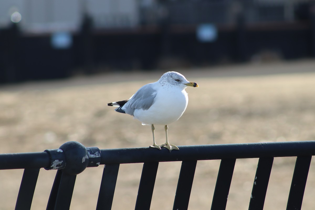 Ring-billed Gull - ML647231766