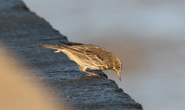 Rock Pipit - ML647231768