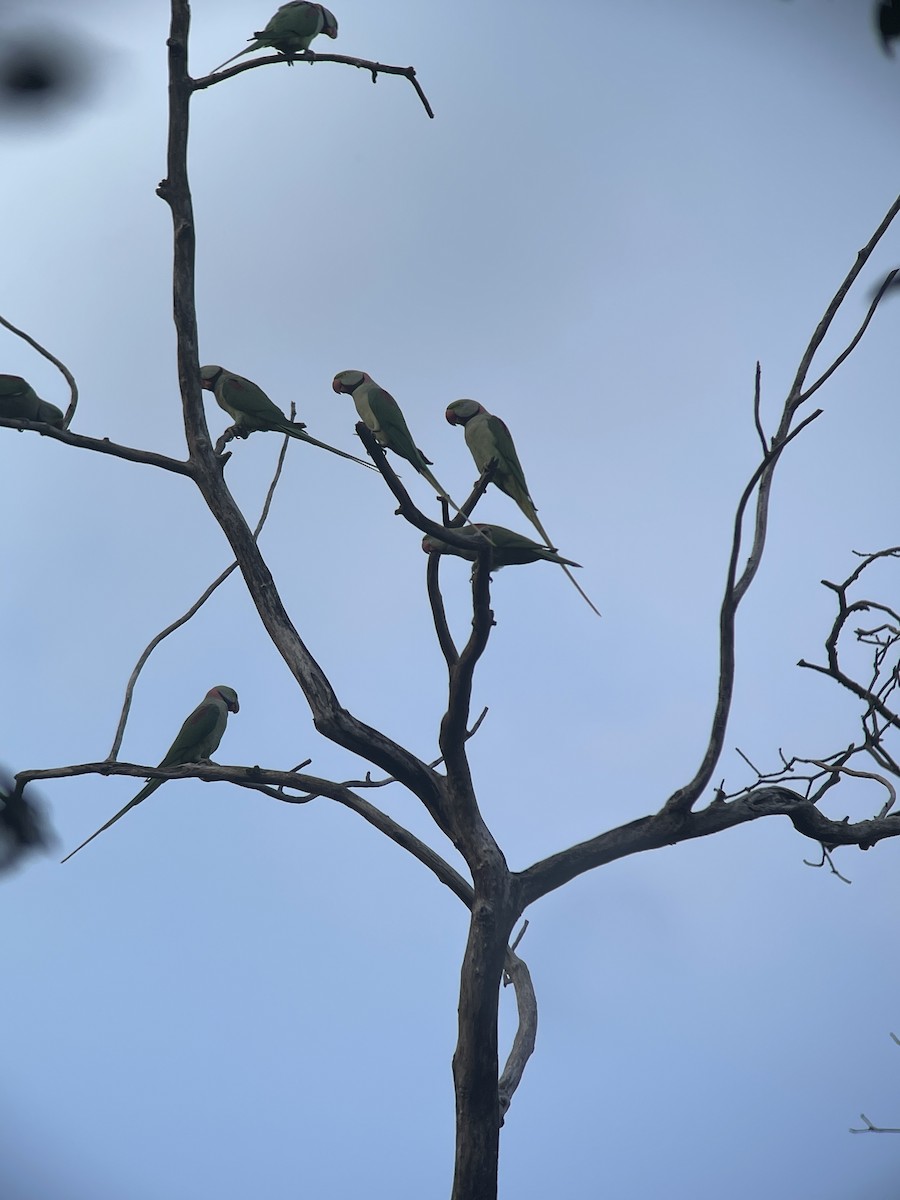 Alexandrine Parakeet - ML647231796
