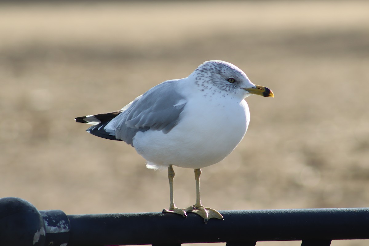 Ring-billed Gull - ML647231804