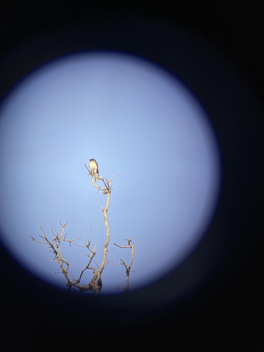 White-bellied Drongo - ML647231805