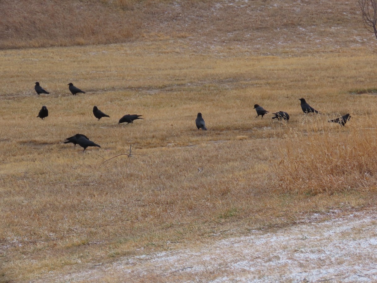 American Crow - ML647231806