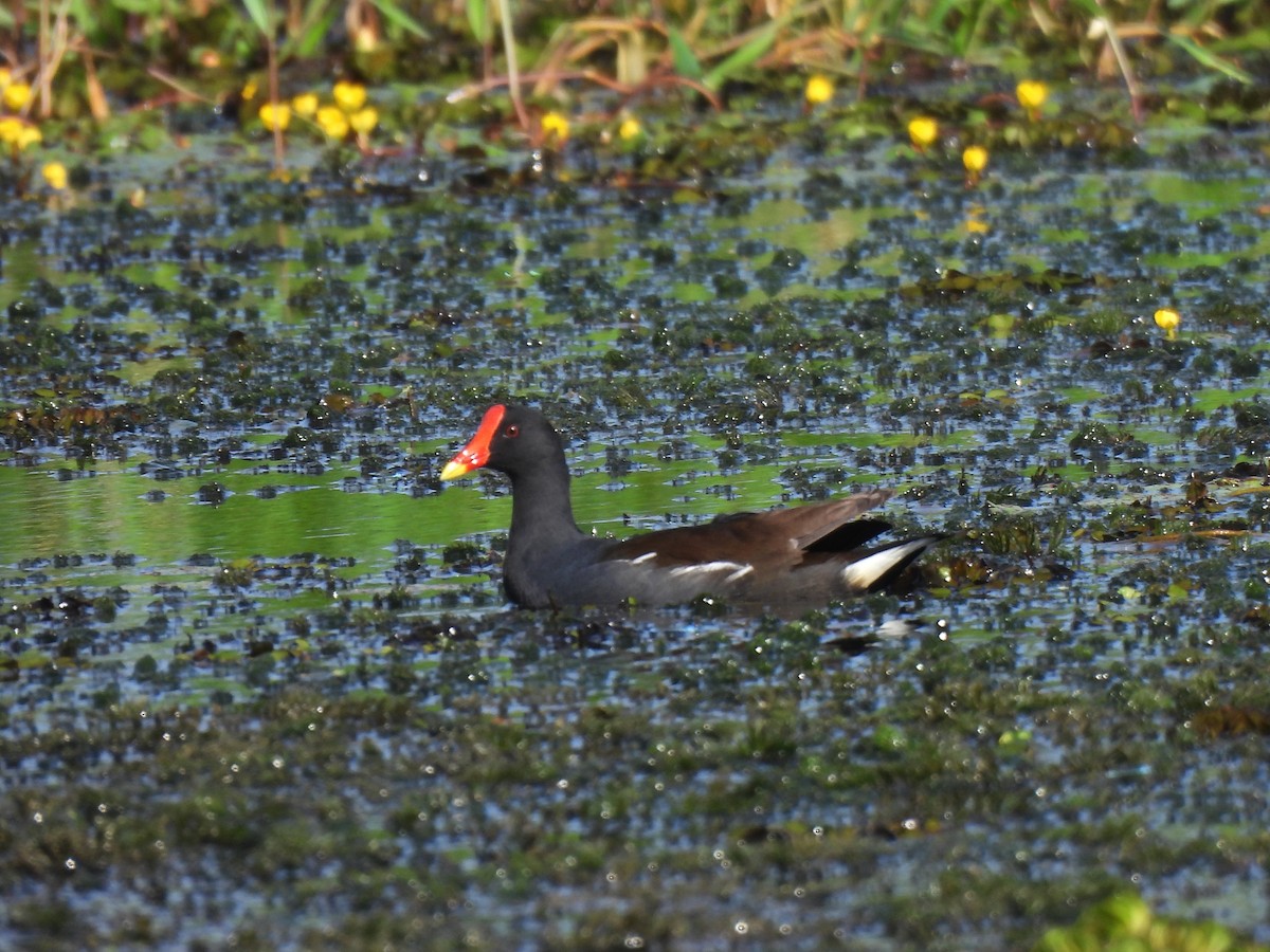 Eurasian Moorhen - ML647231812