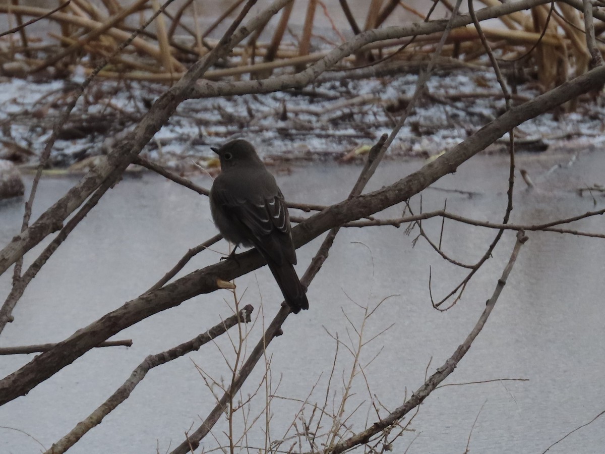 Townsend's Solitaire - ML647231815