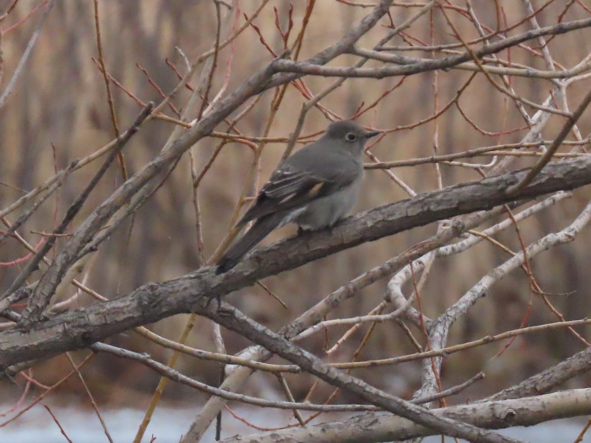 Townsend's Solitaire - ML647231816