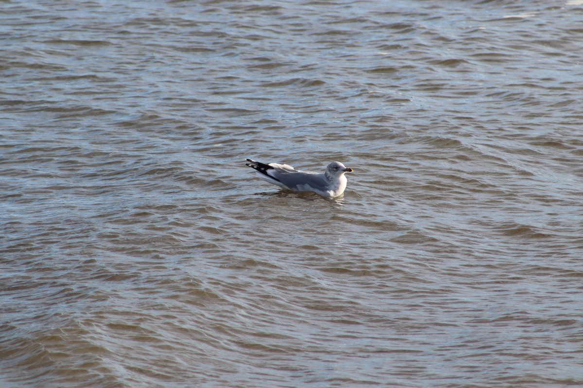Ring-billed Gull - ML647231819