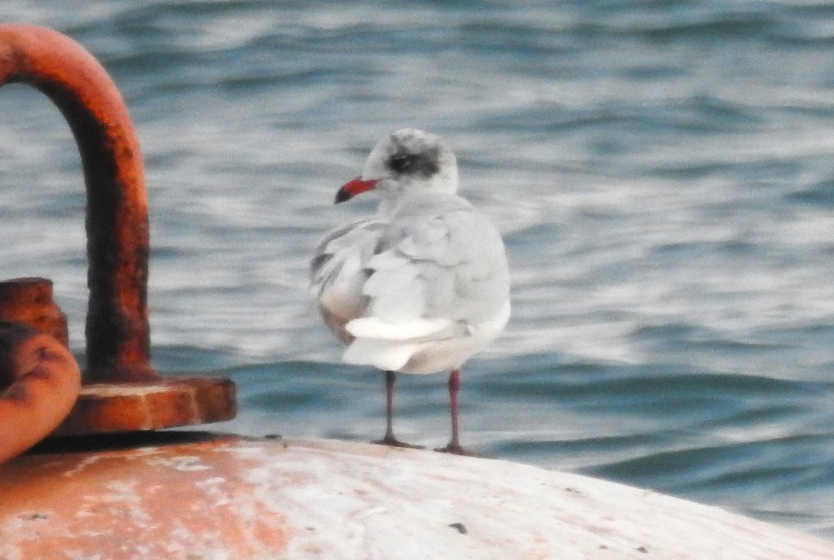 racek černohlavý - ML647231825