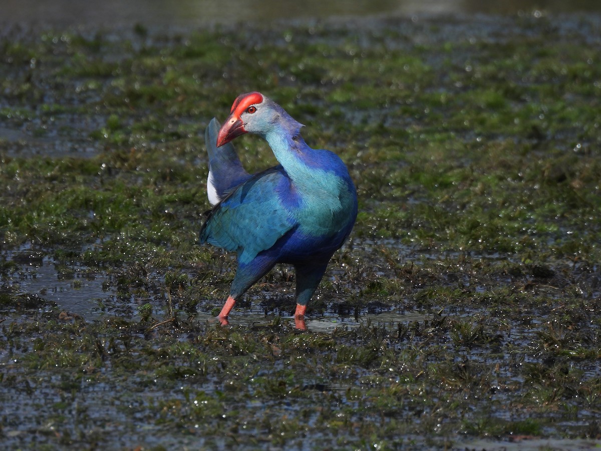 Gray-headed Swamphen - ML647231831