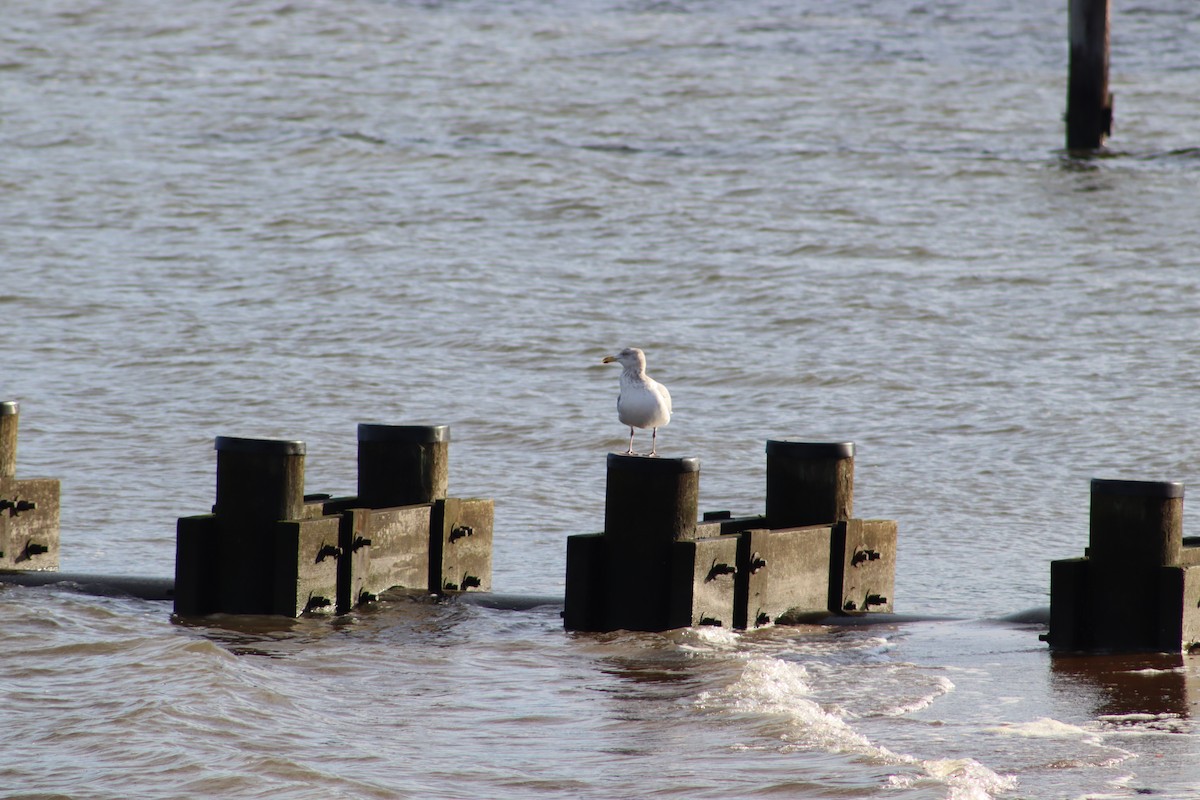 American Herring Gull - ML647231836