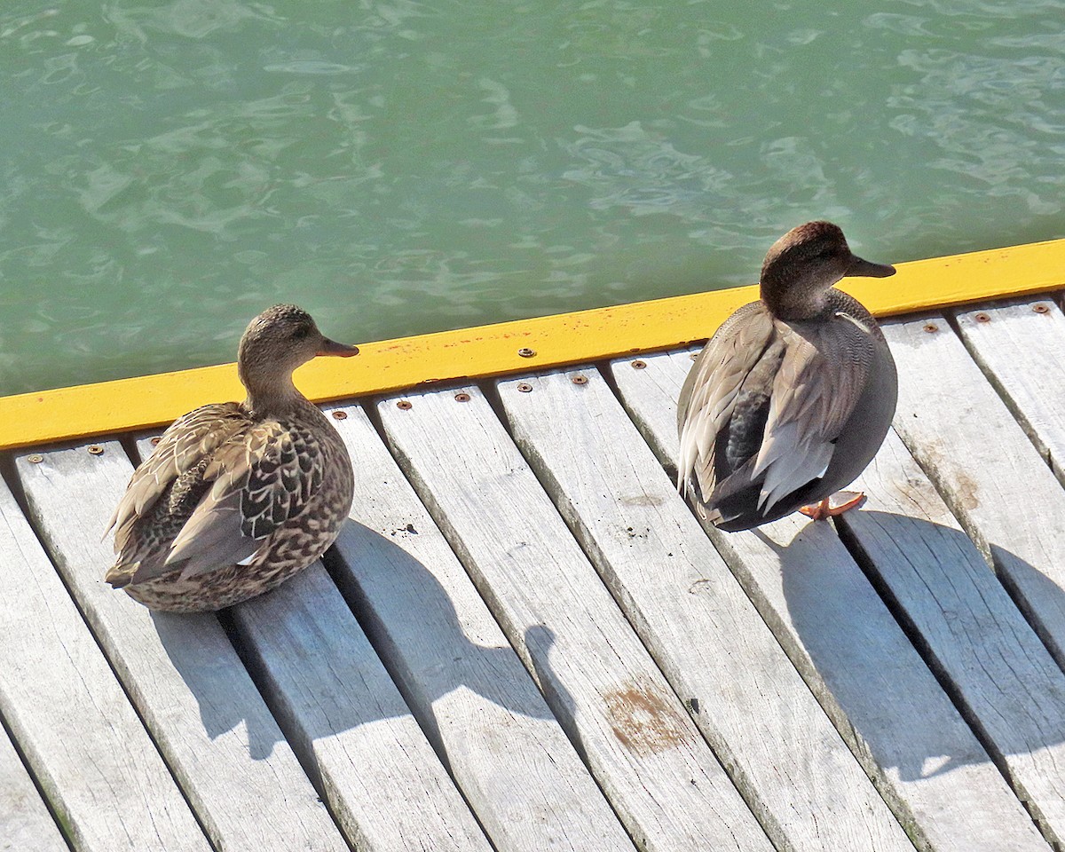 Gadwall - ML647231841