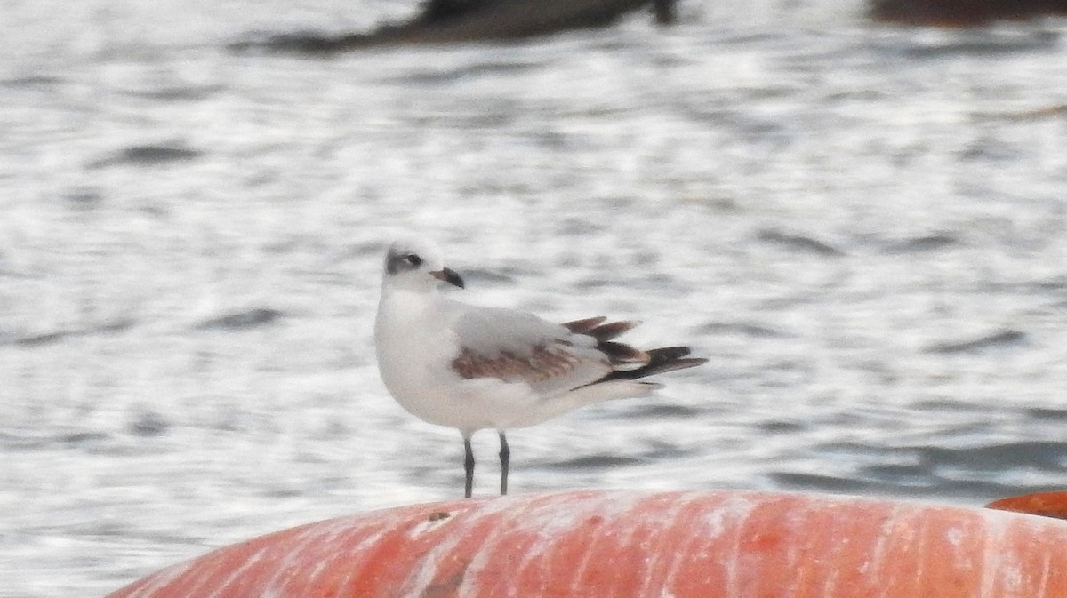 racek černohlavý - ML647231843