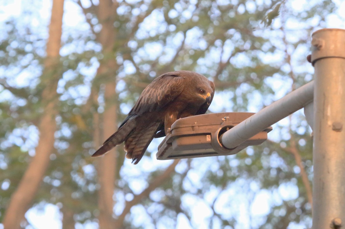 Black Kite - ML647231858
