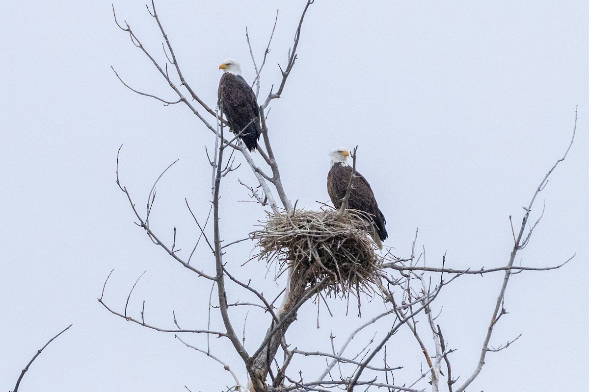 Bald Eagle - ML647231863