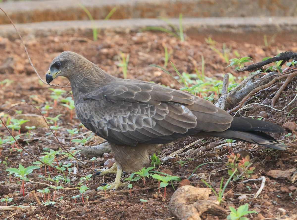Black Kite - ML647231866