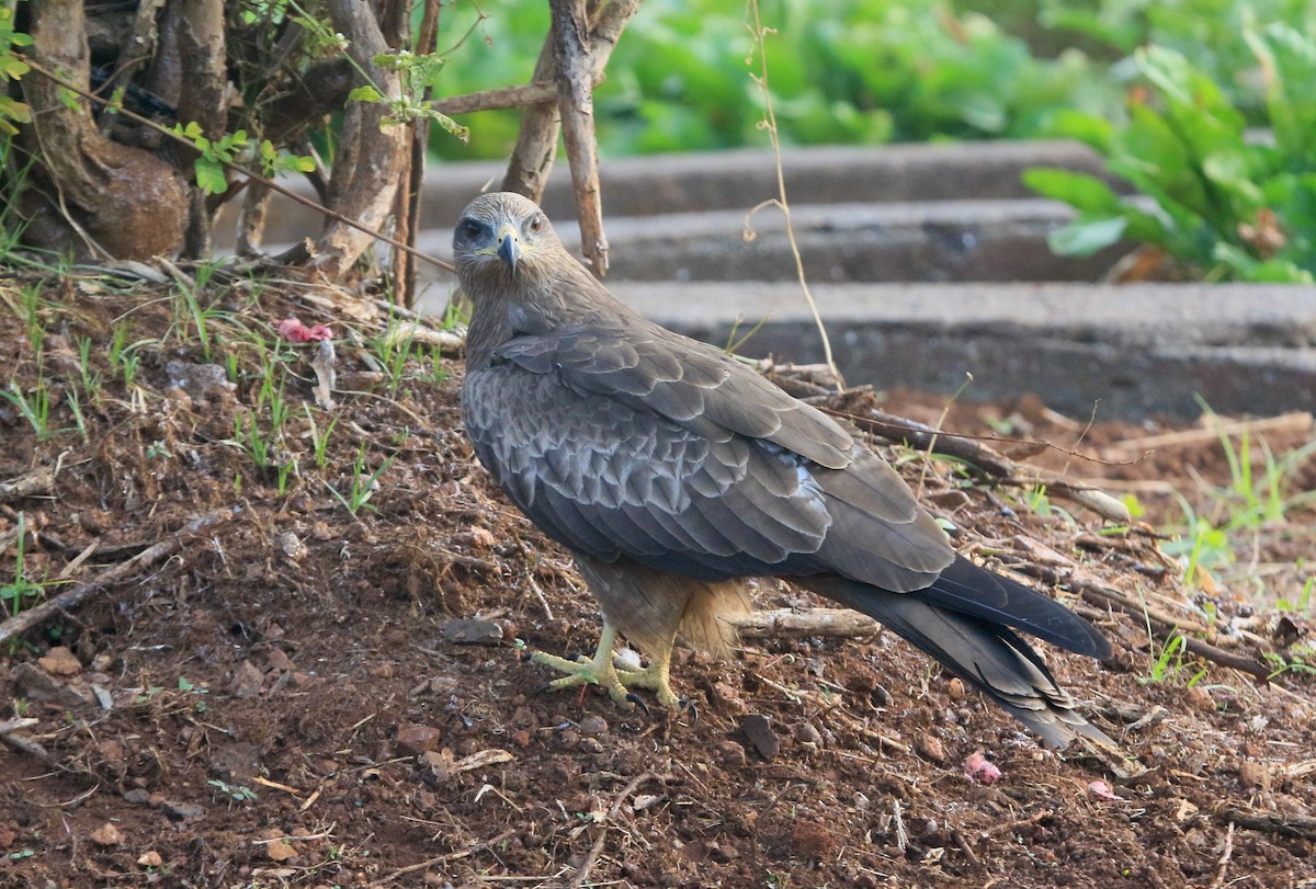 Black Kite - ML647231867
