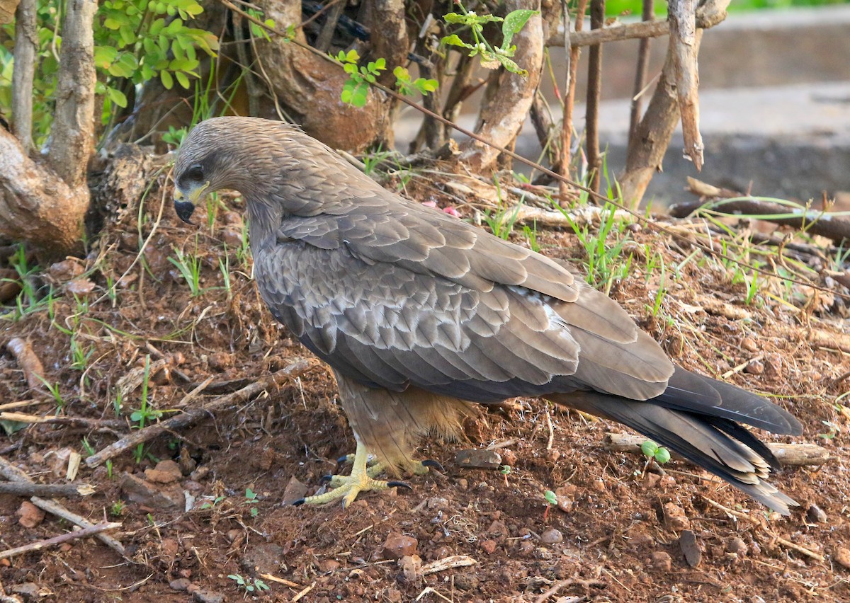 Black Kite - ML647231880