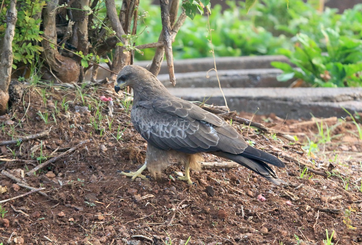 Black Kite - ML647231882
