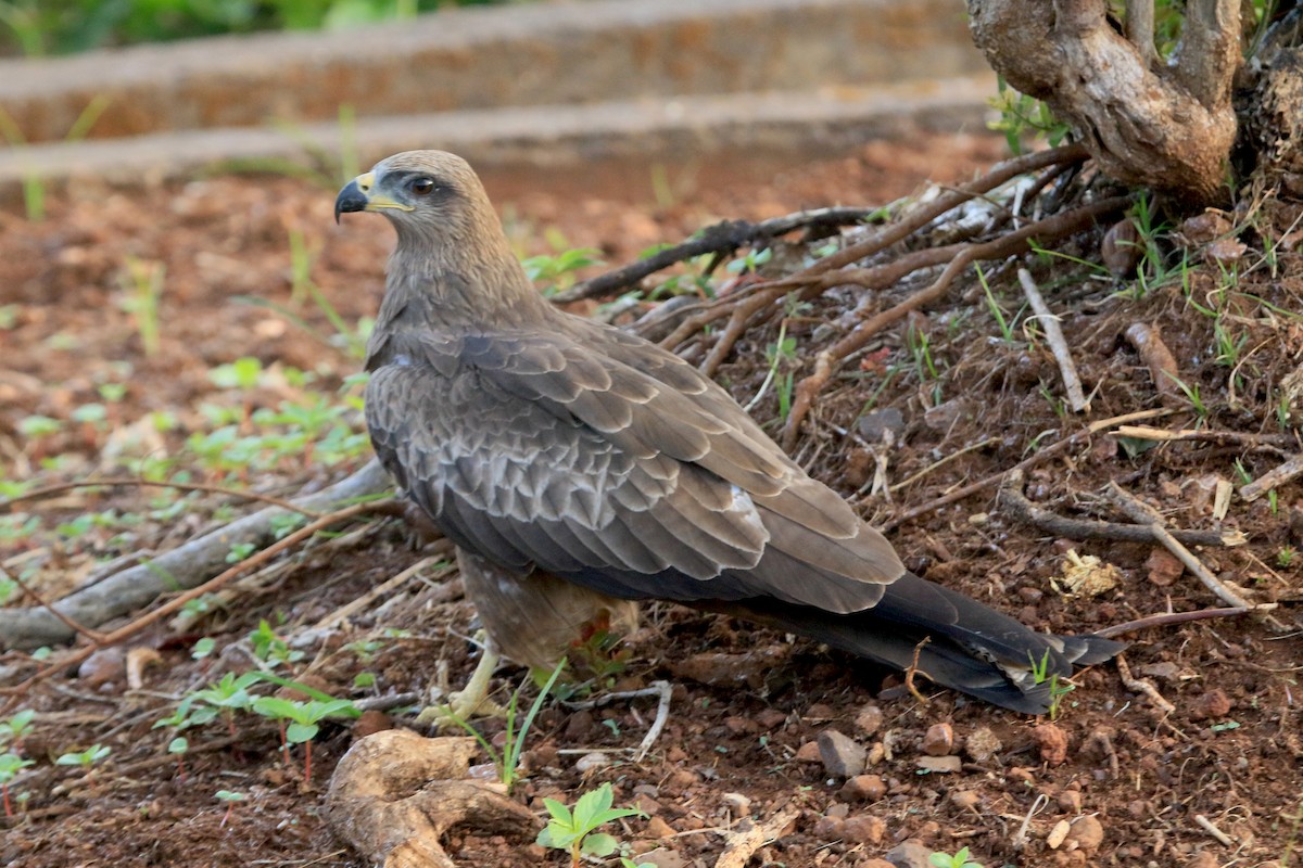 Black Kite - ML647231883