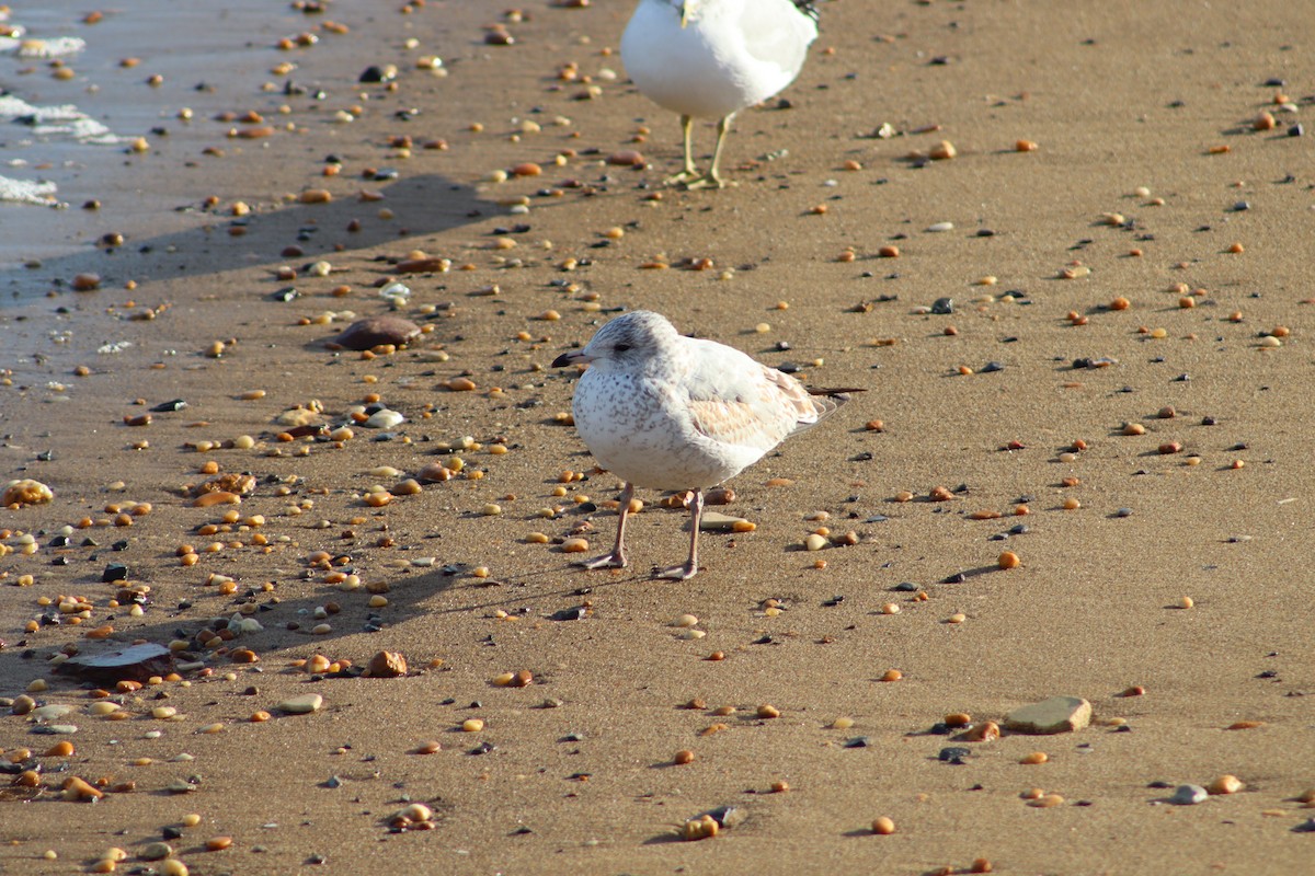 Ring-billed Gull - ML647231904