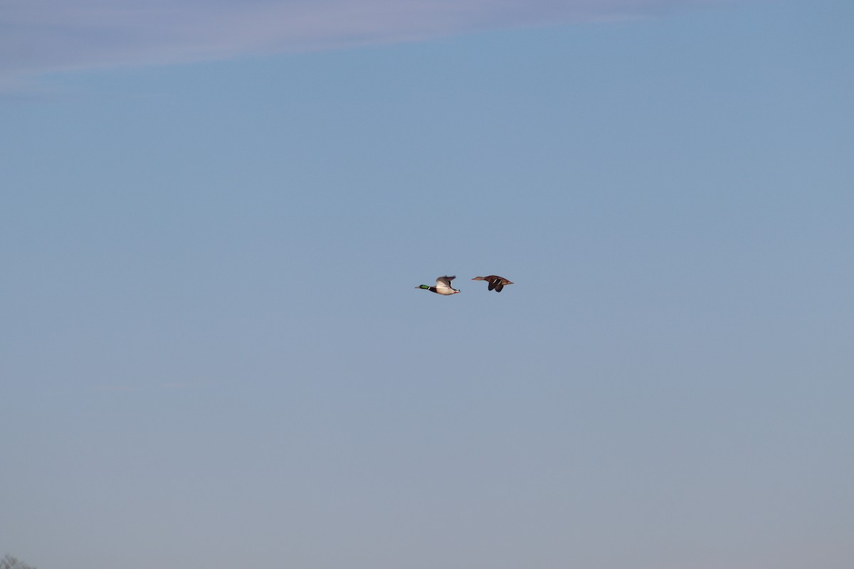 Mallard - ML647231921