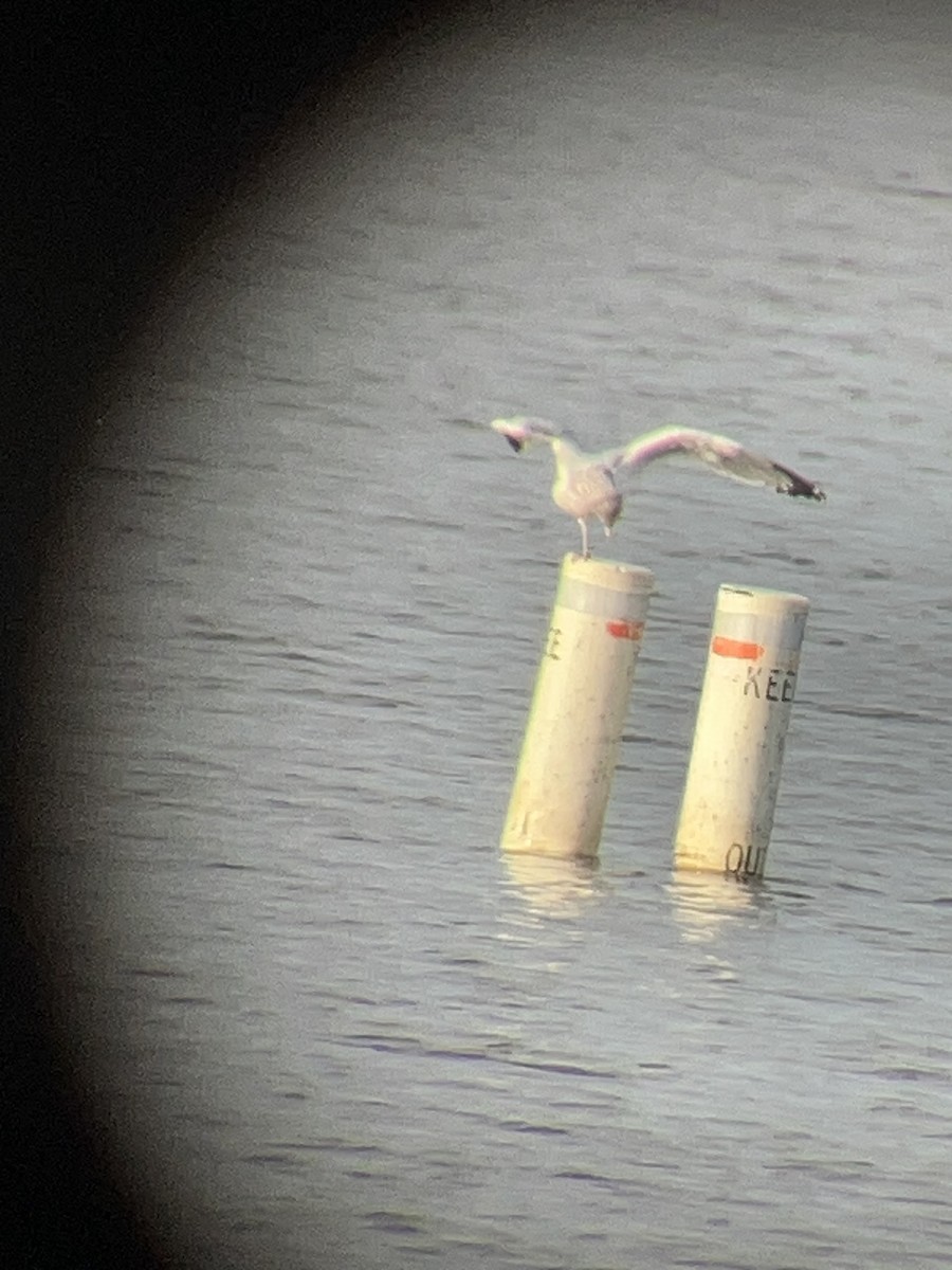 goéland ou mouette sp. - ML647231927