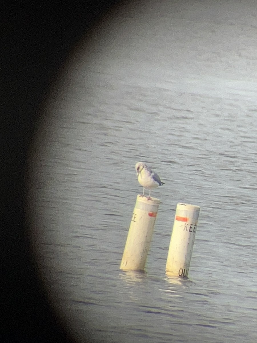 goéland ou mouette sp. - ML647231928