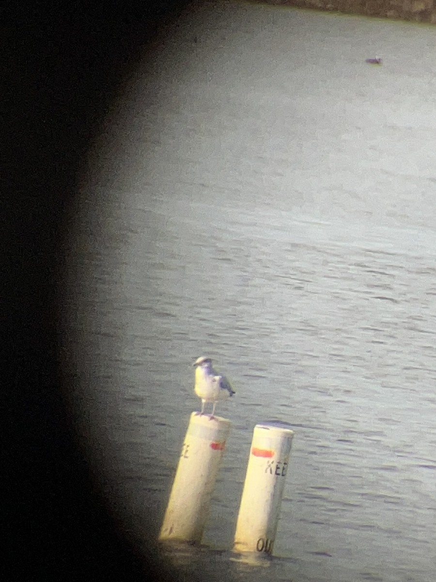 goéland ou mouette sp. - ML647231929