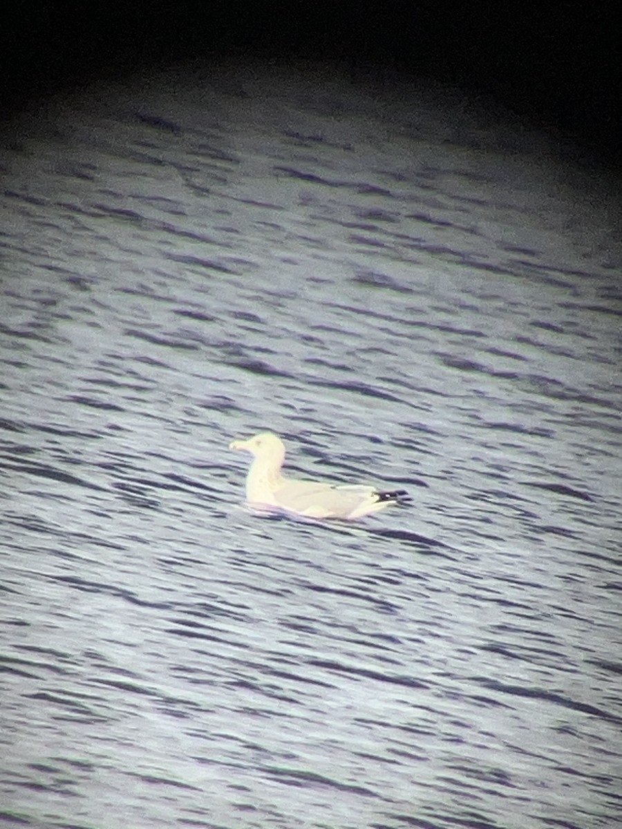 goéland ou mouette sp. - ML647231930