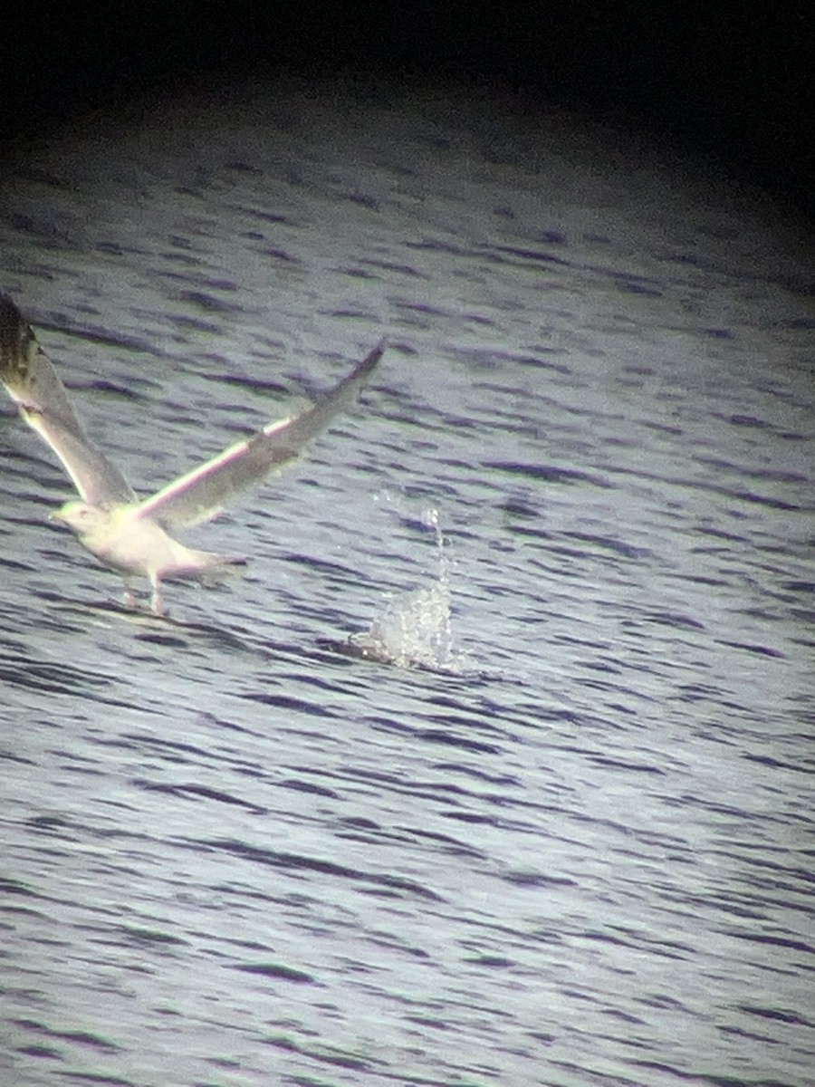 goéland ou mouette sp. - ML647231931