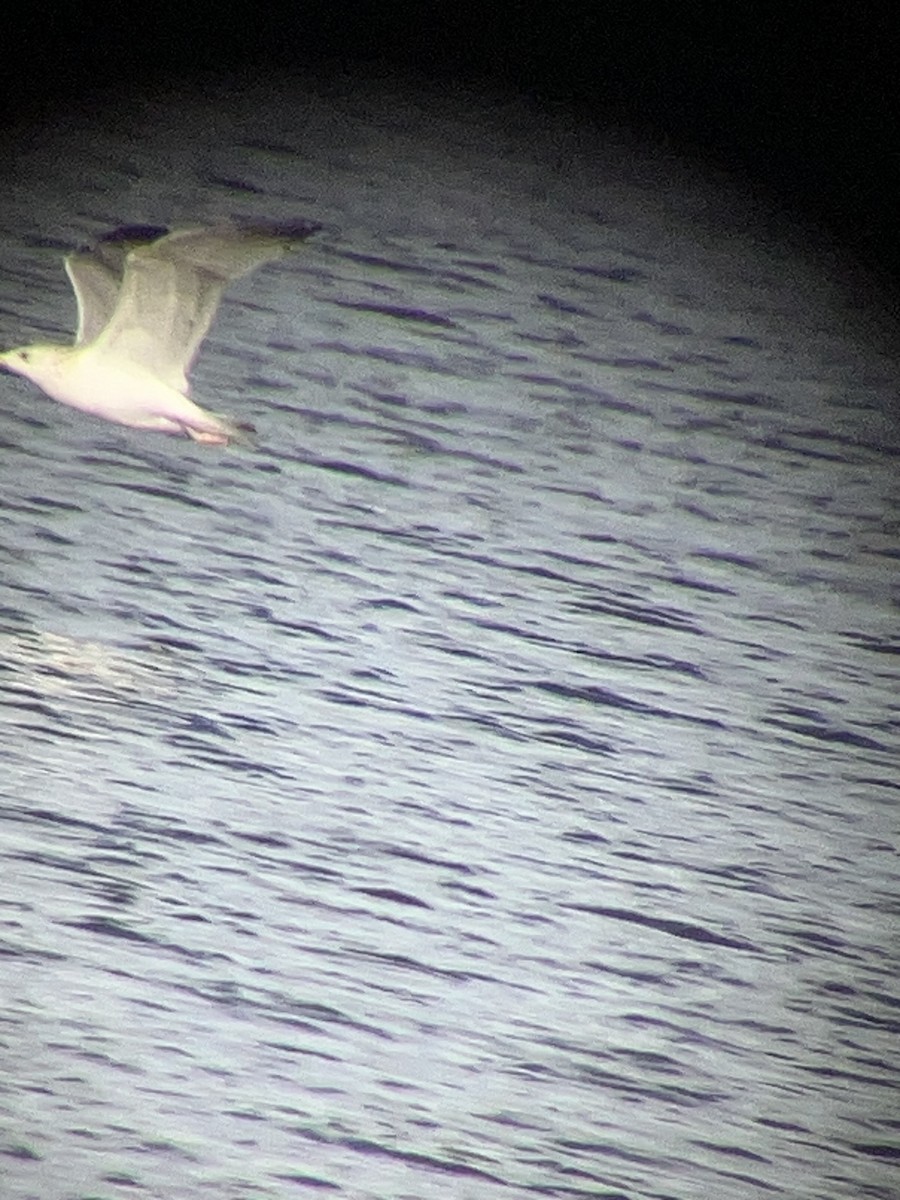 goéland ou mouette sp. - ML647231932