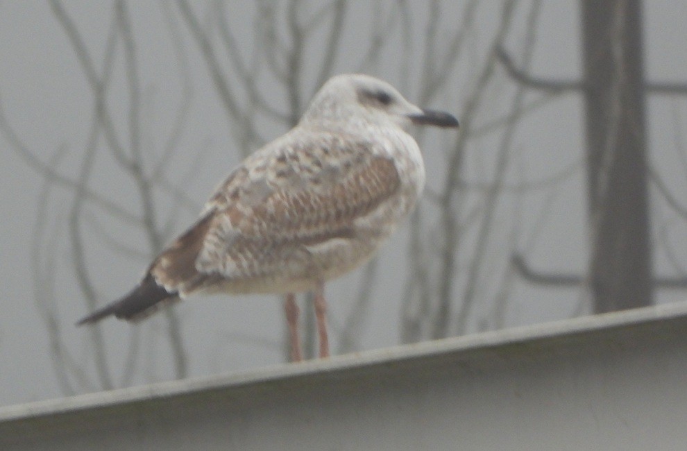 goéland ou mouette sp. - ML647231940