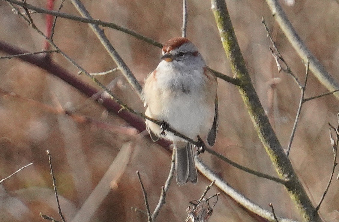 American Tree Sparrow - ML647231948