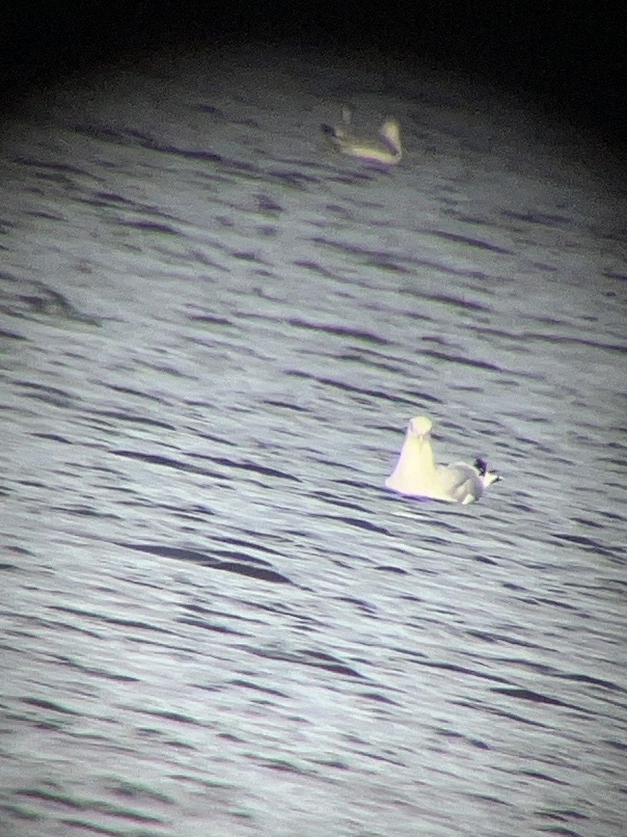 goéland ou mouette sp. - ML647231958