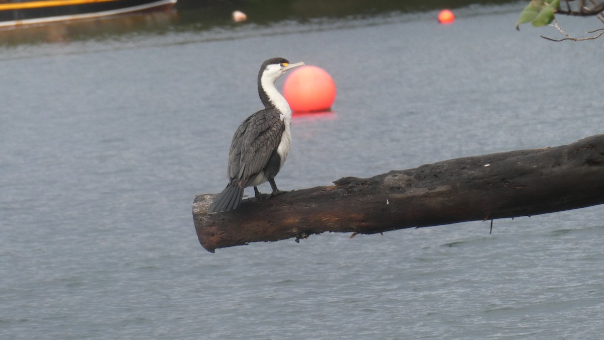 Pied Cormorant - ML647231961
