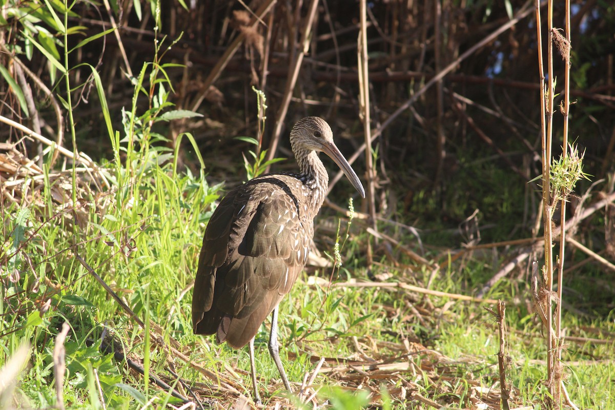 Limpkin - ML647231968