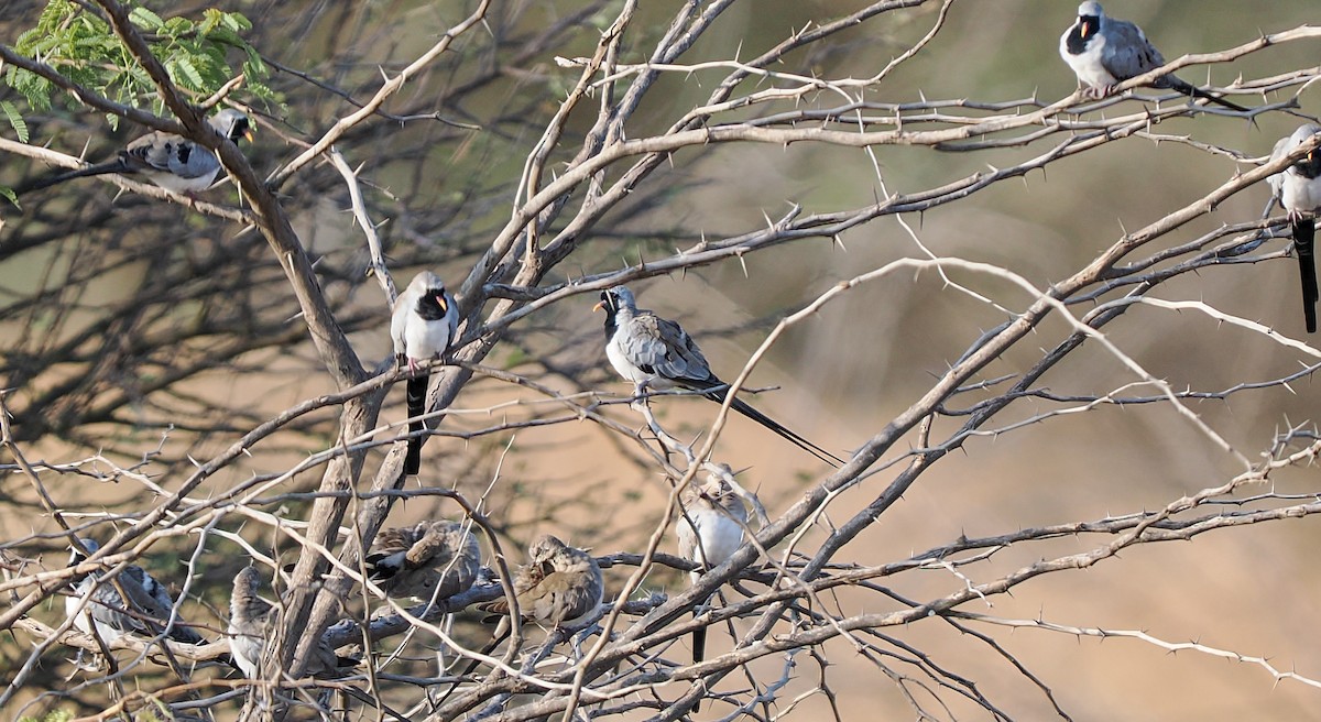 hrdlička kapská - ML647231972