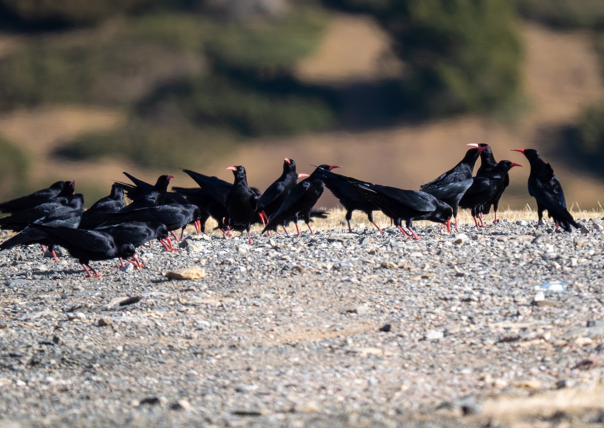 Red-billed Chough - ML647231973
